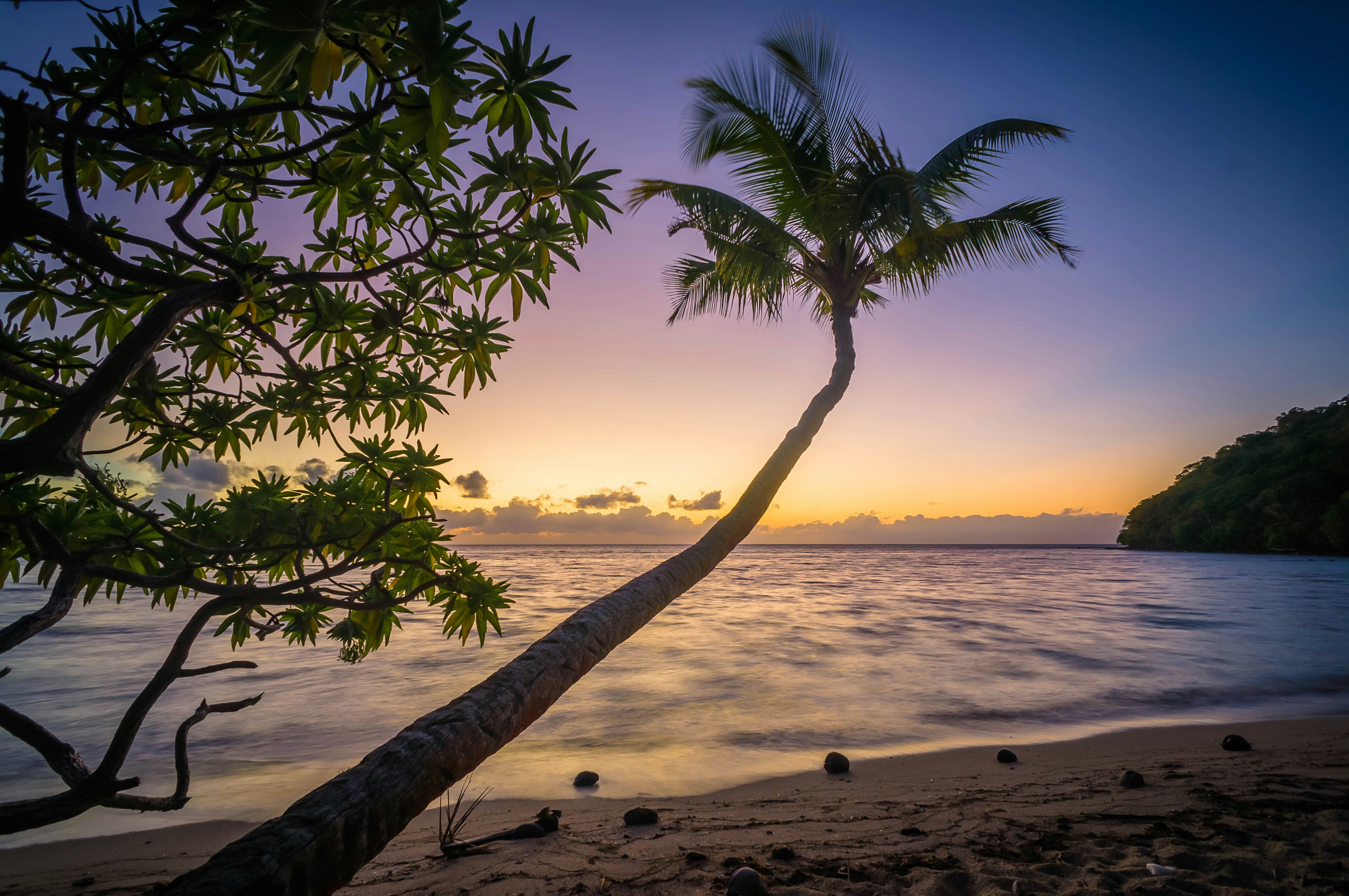 photo of coconut tree at the beach during daytime